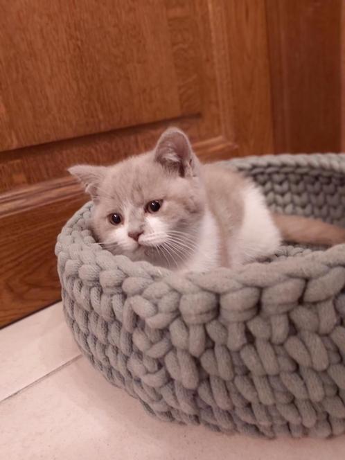 Lilac harlekijn Brits katertje, Dieren en Toebehoren, Katten en Kittens | Raskatten | Korthaar, Kater, 0 tot 2 jaar, Met stamboom