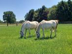 Arabische volbloed merrie, Dieren en Toebehoren, Paarden, Merrie, Minder dan 160 cm, B, Gechipt