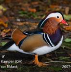 Mandarijneend:siereend, Dieren en Toebehoren, Meerdere dieren, Eend