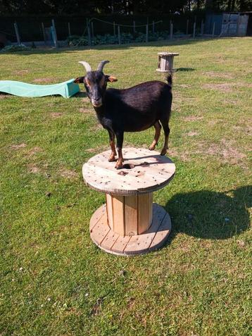 Dwerggeitje ,Black an tan