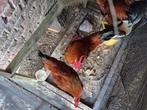 hanen tekoop, Dieren en Toebehoren, Pluimvee, Mannelijk, Kip