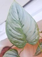 Philodendron sodiroi, Huis en Inrichting, Kamerplanten, Ophalen of Verzenden