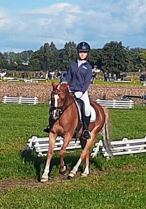 Prachtige, brave pony zoekt dringend nieuwe thuis., Dieren en Toebehoren, Pony's, Ruin, L, C pony (1.27m tot 1.37m), Dressuurpony
