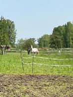 Paardenstal, Dieren en Toebehoren, Weidegang