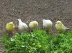 kanaries, Dieren en Toebehoren, Vogels | Kanaries, Meerdere dieren, Zangkanarie