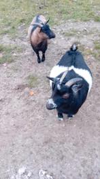 2 dwerggeiten miekes, Femelle, Chèvre, 3 à 5 ans