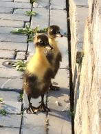 Loopeend, Sexe inconnu, Canard