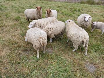 schapen ram, Mannelijk, Schaap, 0 tot 2 jaar