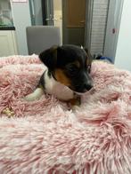 Jack Russel pups uit geteste ouders, Dieren en Toebehoren, Honden | Jack Russells en Terriërs, België, Fokker | Hobbymatig, Jack Russell Terriër