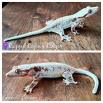 Wimpergekko Lilly white (Correlophus ciliatus) vrouw, Dieren en Toebehoren, Reptielen en Amfibieën