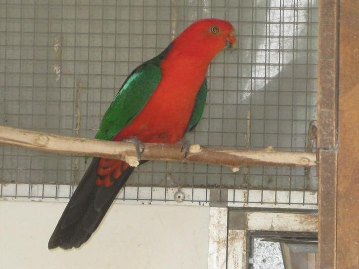 PARKIET, Dieren en Toebehoren, Vogels | Parkieten en Papegaaien, Parkiet, Meerdere dieren, Geringd