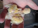Roseicolli om verder met de hand op te kweken, Dieren en Toebehoren, Vogels | Parkieten en Papegaaien, Geslacht onbekend, Dwergpapegaai of Agapornis