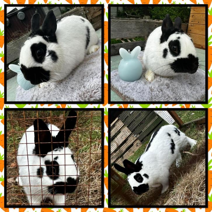 DWERG-LOTHARINGER, Dieren en Toebehoren, Konijnen, Dwerg, Mannelijk, 0 tot 2 jaar