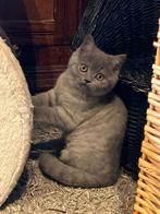 Britse korthaar blue tabby, Poes, Gechipt, 0 tot 2 jaar