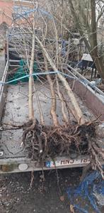 Pommiers à donner, Enlèvement