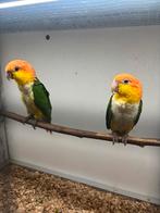 Koppel roestkop caique 2025, Animaux & Accessoires, Oiseaux | Perruches & Perroquets, Bagué