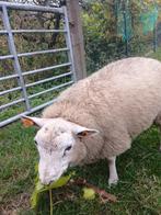 Schapenram, Dieren en Toebehoren, Schapen, Geiten en Varkens, Mannelijk, Schaap, 0 tot 2 jaar