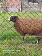 jong schapenbok, Animaux & Accessoires, Moutons, Chèvres & Cochons, Mouton, Mâle, 0 à 2 ans