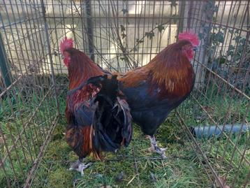 Hanen marans beschikbaar voor biedingen