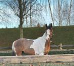 3,5 jarige D pony, Dieren en Toebehoren, Pony's, Hengst