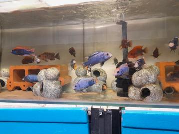 Pseudotropheus sunset nestje beschikbaar voor biedingen