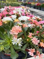 Lewisia cotyledon ‘Regenbogen’, Ophalen, Vaste plant