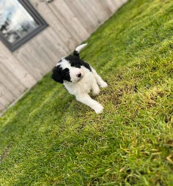 Knappe bordoodle pups (Border collie x Poedel) beschikbaar voor biedingen