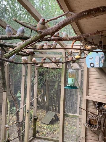 vogels beschikbaar voor biedingen