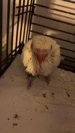 Jong halsband, Dieren en Toebehoren, Geslacht onbekend, Parkiet, Geringd