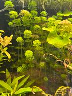 Aquariumplanten, Enlèvement ou Envoi, Neuf