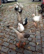 Gratis opvang Ganzen en Eenden