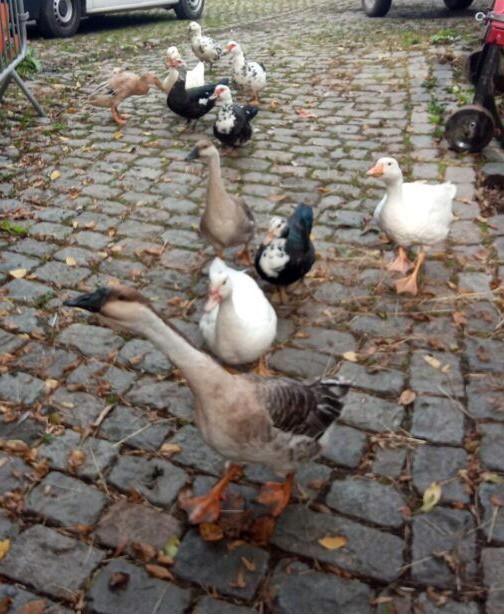 Gratis opvang Ganzen en Eenden, Dieren en Toebehoren, Pluimvee