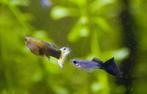 Guppy's te koop, Dieren en Toebehoren, Vis, Zoetwatervis