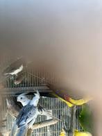 LAATSTE KANS: GROTE PARKIETEN, Dieren en Toebehoren, Vogels | Parkieten en Papegaaien, Meerdere dieren, Parkiet