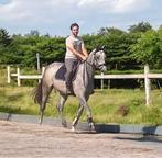 Zangersheide merrie 3 jaar, Dieren en Toebehoren, Paarden, Merrie, Springpaard, Gechipt, Zadelmak