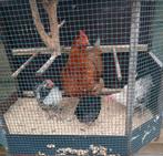 Kip met 3 kuikens van 2 mand oud 20€, Dieren en Toebehoren, Pluimvee, Kip