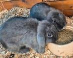 2 nederlands hangoor konijntjes 3maand, Dieren en Toebehoren, Konijnen, Hangoor
