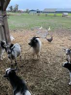 Geit (bok), Dieren en Toebehoren, Mannelijk, 3 tot 6 jaar