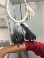 Gris du Gabon eam - Grijze roodstaarten HT, Dieren en Toebehoren, Vogels | Parkieten en Papegaaien, Meerdere dieren, Papegaai