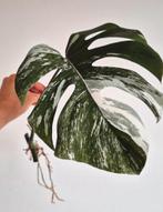 Monstera Albo Variegata Bladstek (geworteld), Enlèvement