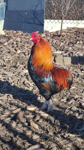 Araucana Haantje beschikbaar voor biedingen