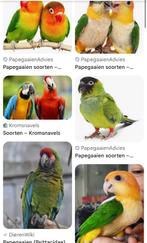 Gezocht kwekers van diverse soorten papegaaien