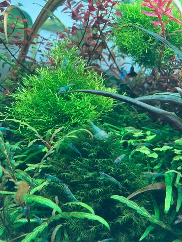 Blue Jelly neocaridina - vuurgarnalen beschikbaar voor biedingen