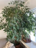 Ficus Benjamin, Huis en Inrichting, Kamerplanten, Ophalen, Ficus, 200 cm of meer, In pot