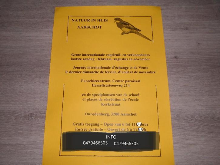 Kanaries Vogelbeurs Aarschot 22-02-2026, Animaux & Accessoires, Oiseaux | Canaris, Canari de posture, Sexe inconnu