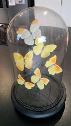 Cloche 6 papillons jaunes/orangés (Pieridae) sous dôme, Enlèvement, Comme neuf, Autres, Animal empaillé