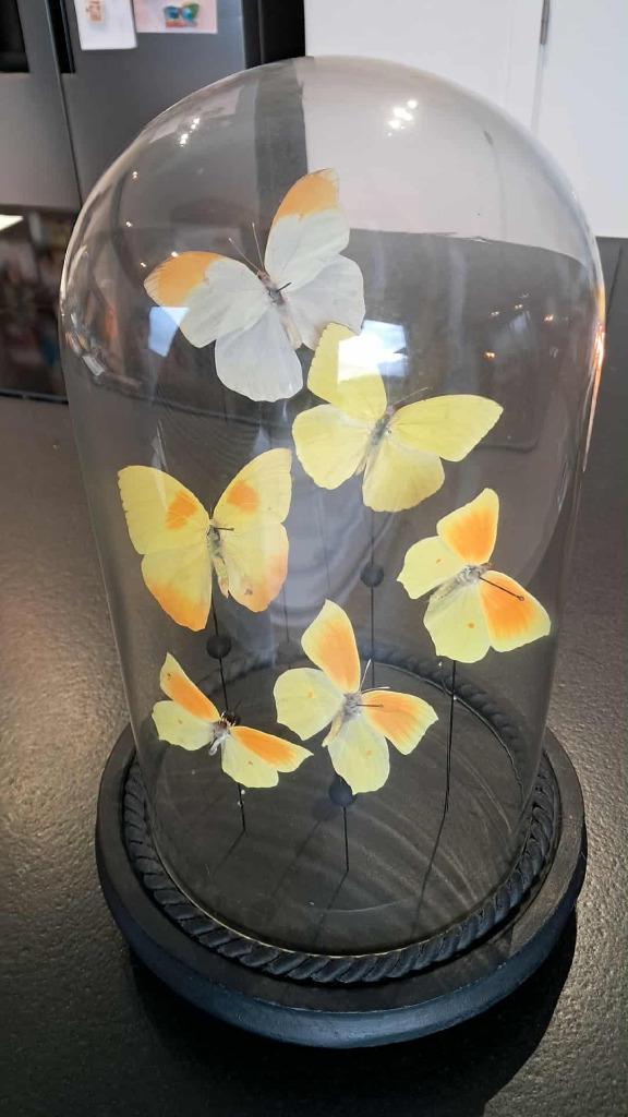 Cloche 6 papillons jaunes/orangés (Pieridae) sous dôme, Collections, Collections Animaux, Comme neuf, Animal empaillé, Autres