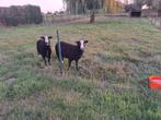 Zwartbles dekrammen, Mannelijk, Schaap, 0 tot 2 jaar