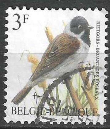 Belgie 1991 - OBP 2425 - Buzin - Rietgors - 3 F. (ST) beschikbaar voor biedingen