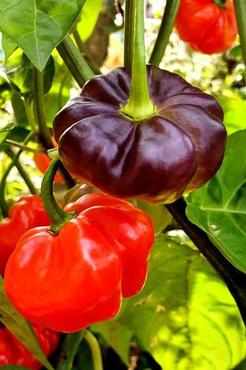 Peperzaden AJI CACHUCHA PURPLE SPLOTCHED (20 stuks), Tuin en Terras, Bloembollen en Zaden, Zaad, Voorjaar, Volle zon, Verzenden